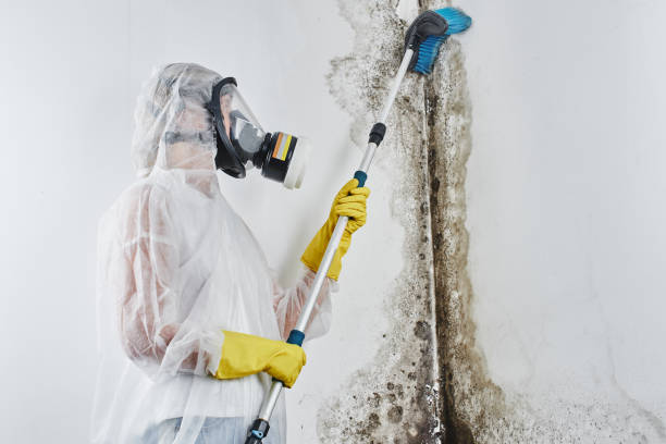 Best Residential Mold Remediation in Seneca, KS