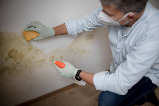 Best Emergency Mold Remediation in Seneca, KS