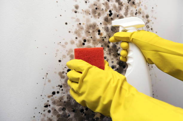 Best Post-Flood Mold Remediation in Seneca, KS