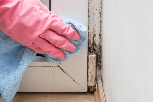 Best Mold Remediation for Specific Building Types in Seneca, KS