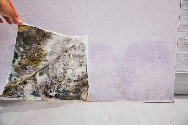 Best Residential Mold Remediation in Seneca, KS